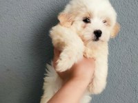 2 AYLIK MALTİPOO
