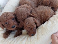 Kore Kan Red Brown Poodle Yavrular