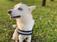 Ücretsiz Sahiplendirme Melez Köpeğimiz