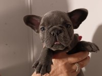 Exotic French Bulldog Yavrular