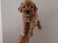 Maltipoo yavru