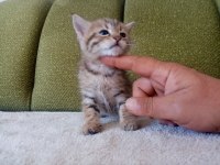British shorthair yavru kedimiz