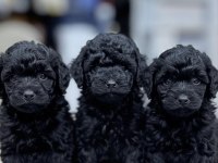 TOY POODLE YAVRULARI ANKARA EN UYGUN