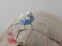 9 aylık konuşan muhabbet kuşu