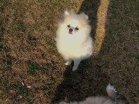 Pomeranian boo teddy bear