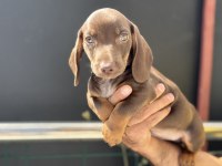 Petmode Köpek Çiftliğinden Dachshund Yavrumuz