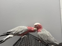 HAZIR ÇİFT GALLAH KAKADU TAKIM