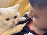 Bu Tatlı Kediye Kim Hayır Diyebilir?