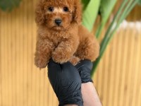 Toy Poodle Bebekler Referans Yavru
