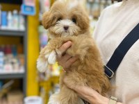 F2 MALTİPOO YAVRULARI