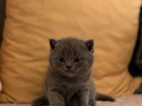 British blue point yavru