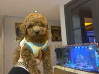 DÜNYA GÜZELİ 3 ERKEK KARDEŞ TOY POODLE