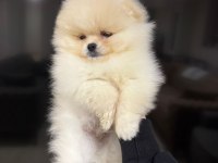 Toy Poodle Yavrularımız