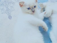 Blue point yavru kediler 2 aylık