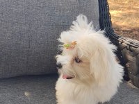 ORİJİNAL MALTESE TERRİER