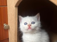 Yavru british longhair kedimiz