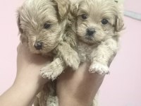 SIFIR burun maltipoo