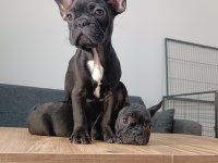 A+ Kalite FRENCH BULLDOG yavrularımız