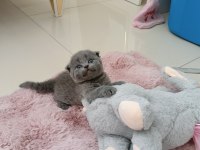 Gri scottish fold yavrumuza yuva
