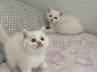 Bal Kardeş Kediler Sahiplerini Arıyorlar
