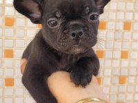 Teslime hazır french bulldog yavruları