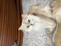 Safkan dişi british longhair kediler sahiplendirilecektir