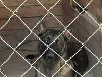 6 Aylık Malinois Erkek Belçika Kurdu Sağlam Irk
