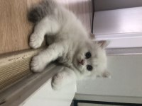 British Longhair sağlıklı kaliteli yavrular
