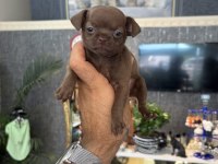 Nadir Çikolata Renk Dişi Chihuahua Yavrumuz