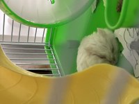 2 aylık gonzales hamster