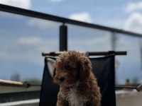 ÇİFT RENK TOY POODLE YAVRUMUZ YENİ YUVASINA HAZIR