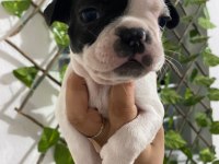Harika Anatomi French Bulldog Yavrular