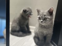 Sağlıklı british shorthair kediler