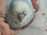 Hobiyi bırakıyorum Kızgın Dişi Show Jumbo muhabbet kuşu