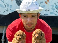 Maltipoo bebek yüzlü yavrularımız