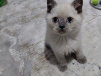 British Blue Point