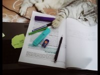 4 yaşında erkek scottish fold ücretsiz sahiplendirilecek