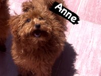 Dişi teacup Kore poodle