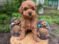 Kore Poodle Köpekler