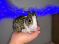 Mini Lop Cüce Tavşan Yavrularımız