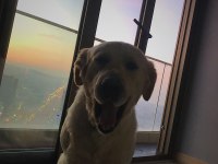 dişi köpek ile çiftleştirmek istiyoruz golden retriever