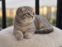 Sıfır Kulak Scottish Fold Prensesimiz Teslime Hazır