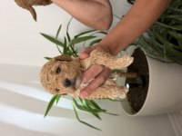 Toy Poodle bebekler