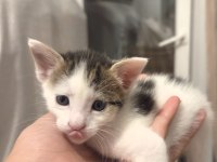 KÖYDEN KURTARILAN BEBİŞ KEDİLERE ACİL YUVA ARIYORUZ