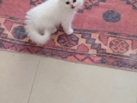 ÇOK TATLI SAKIZ YAVRULARIMIZ PERSİAN