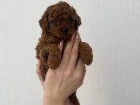 Toy Poodle Yavrularımız Ömürlük Aileleri Bekliyor