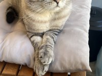 Canım British shorthair Oğlum Pabloya kalıcı yuva arıyoruz