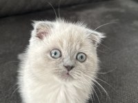 3 aylık erkek blue point yavru scottish fold