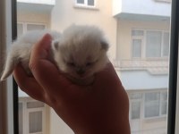 British shorthair bebeklerimiz yeni sahibini bekliyor