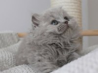 Gri Tüy Yumağı British Longhair